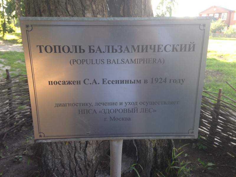 Село Константиново. Тополь Есенина