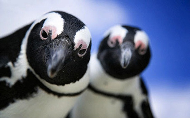 Экскрементов пингвинов накапливается так много, что их видно из космоса 