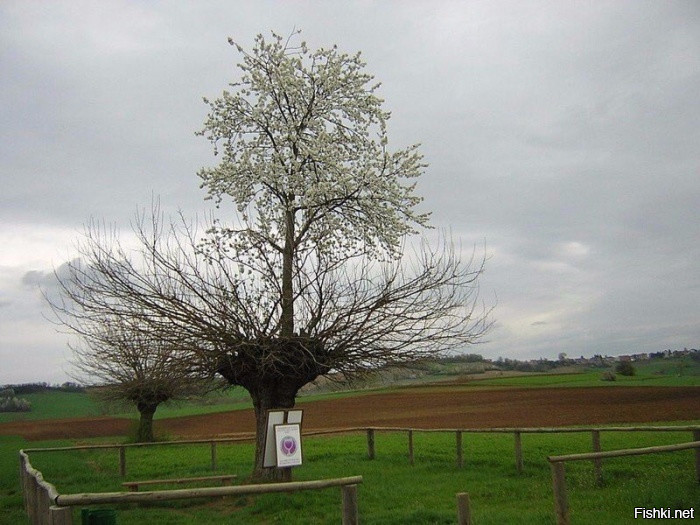 Где–то в Италии есть тутовое дерево, на котором растет вишневое дерево