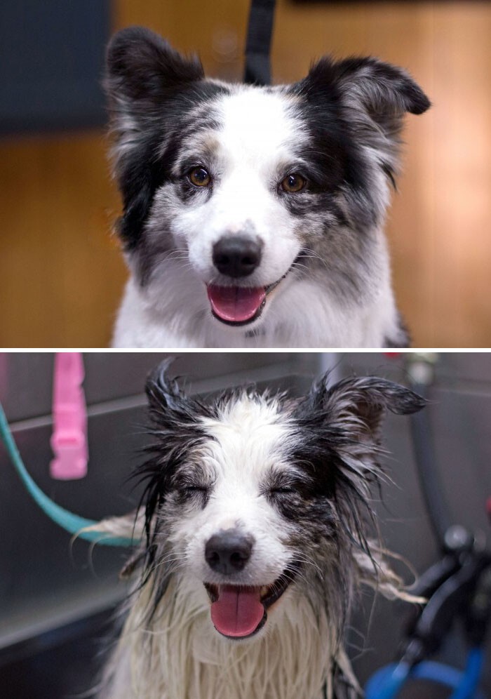Мокрой псины пост: смешные собаки до и после купания