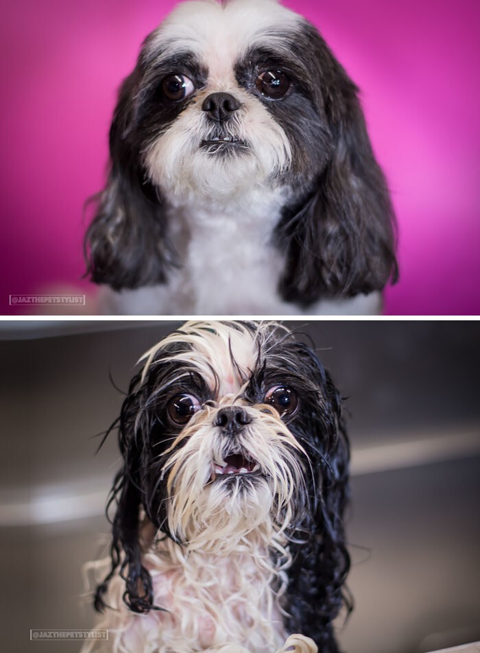 Мокрой псины пост: смешные собаки до и после купания