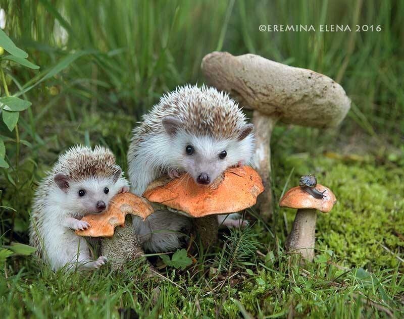 Тайная жизнь ежей на фотографиях русской художницы