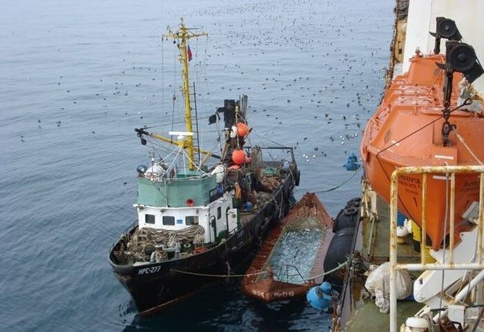 Со ставных неводов рыбаки-добытчики поставляют улов на приемо-перерабатывающее судно. 