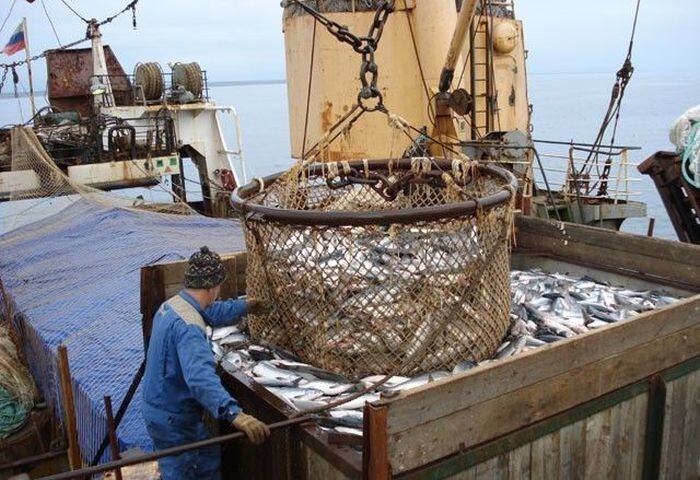 Загрузка бункера на приемщике. Отсюда рыба самотеком поступает на линию разделки. 