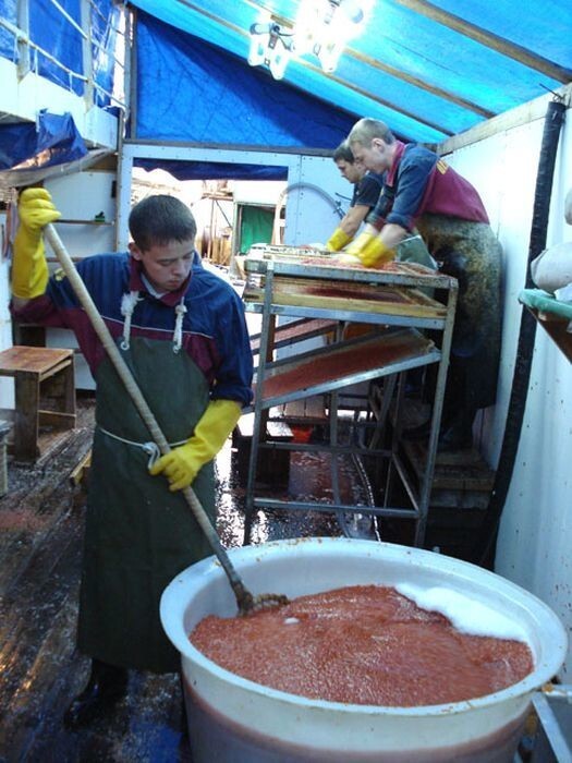 Отгрохотанную икру солят в тузлуке (насыщенном соляном растворе).  Одновременно с засолкой, икра здесь и отмывается.  Соотношение икра/тузлук - 1/3. Солят до насыщения икры около 4%.  