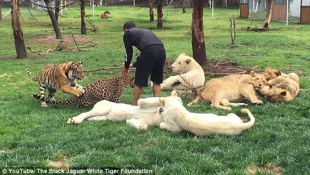Невероятно: тигр спас человека от леопарда!