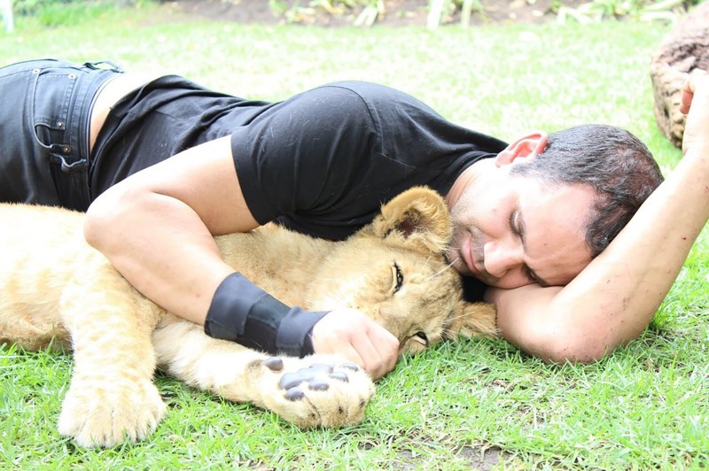 Невероятно: тигр спас человека от леопарда!