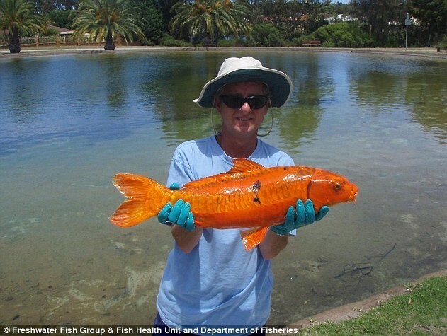 Реки Австралии терроризируют гигантские золотые рыбки-мутанты