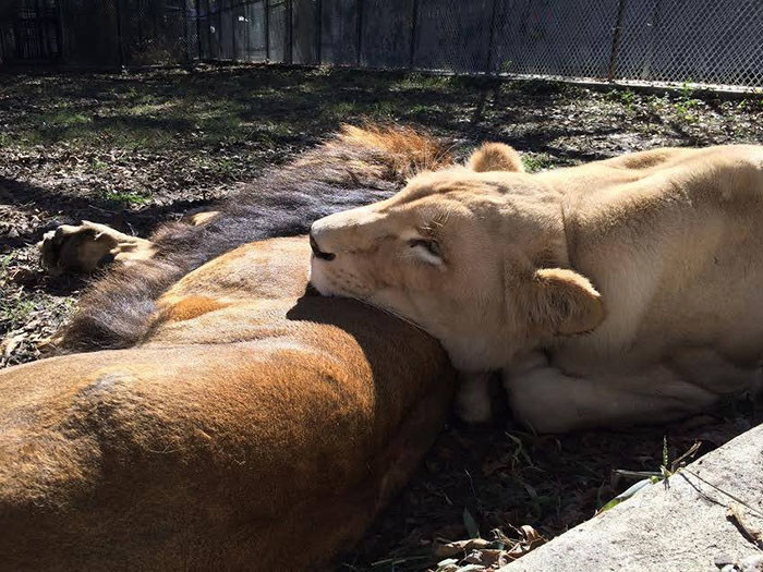 Спасенные от живодера львы нашли свою любовь