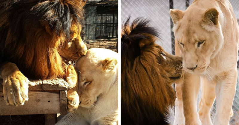 Спасенные от живодера львы нашли свою любовь