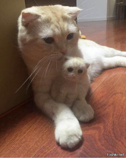 Кот и его маленькая копия