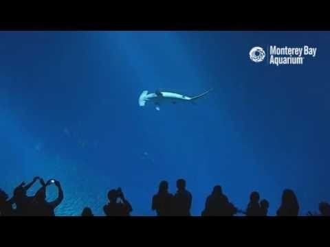 Подводный мир в океанариуме Monterey 2016  
