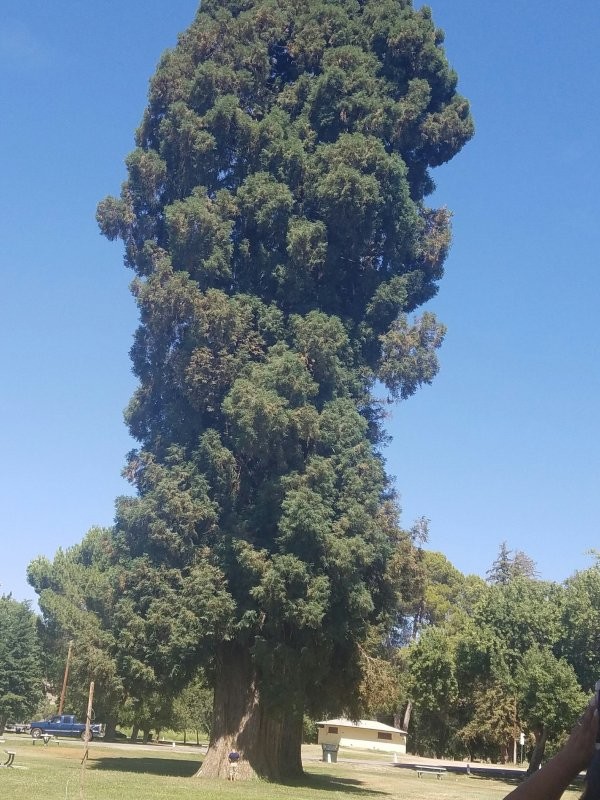 Невероятное дерево