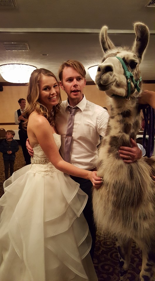 Лама на свадьбе 