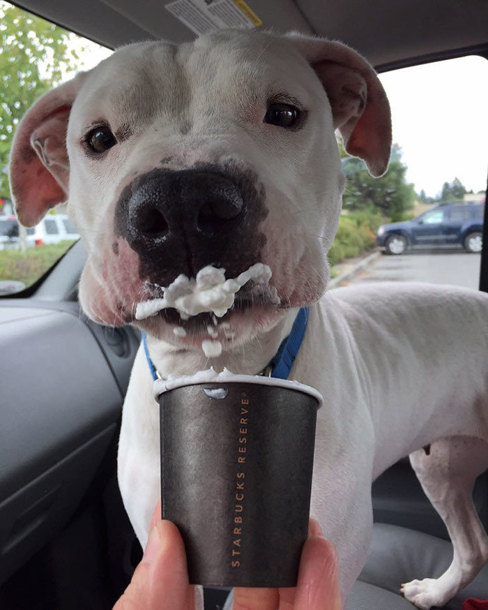 Волонтёр гуманного общества Молли Кларк каждый вторник возит одну из собак в Старбакс для Puppuccino (маленькая чашка взбитых сливок)  