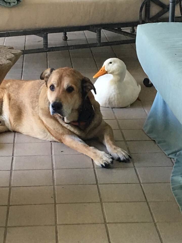 Дональду Даку и не снилось: утка-пришелец спасла тоскующего пса в годовщину смерти его подруги