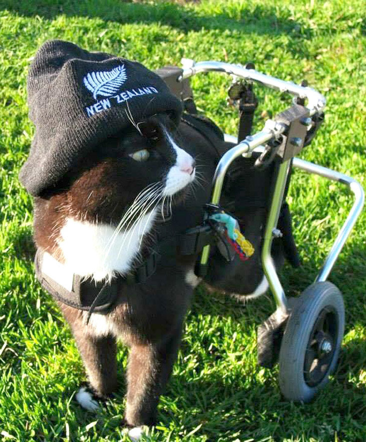 Очаровательный одноглазый кот, который любит носить головные уборы. Потерял задние лапы, но неплохо научился передвигаться с задними колесами, Новая Зеландия, 5 июля 2016.