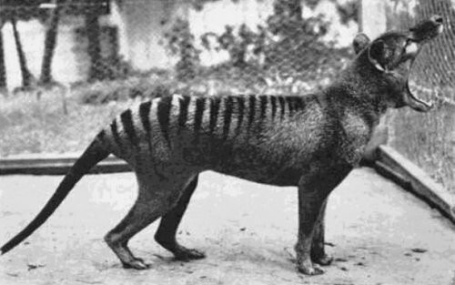 11. Последняя фотография вымершего сумчатого волка, 1933 год.