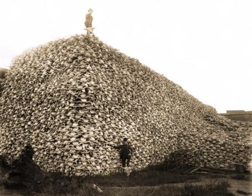 5. Миллионы черепов бизонов, которые почти вымерли из-за неконтролируемой охоты, 1870-ые годы.
