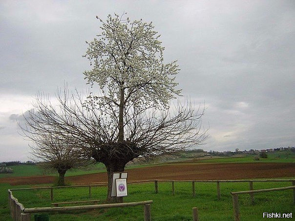 В Италии растёт тутовое дерево, на котором растет вишневое дерево