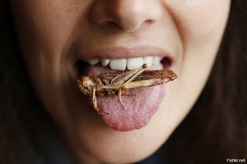 Человек в среднем съедает около 500 грамм насекомых в год, в основном вместе ...