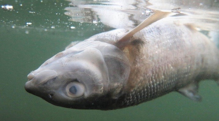 Реку Йеллоустоун закрыли для посещений в связи с массовой гибелью рыбы
