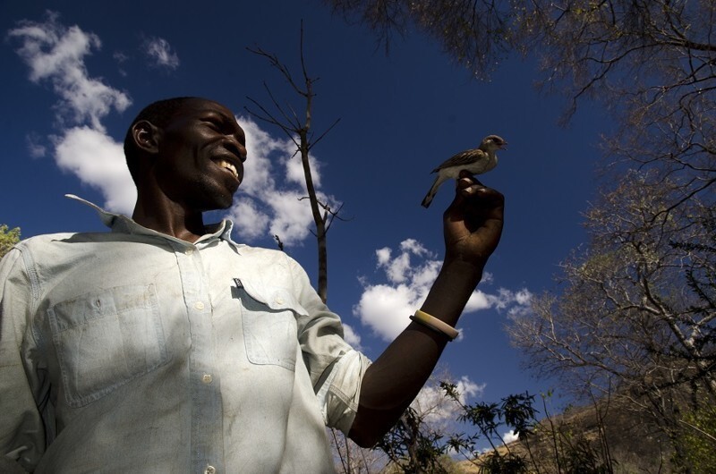 В Мозамбике люди научились говорить на птичьем языке