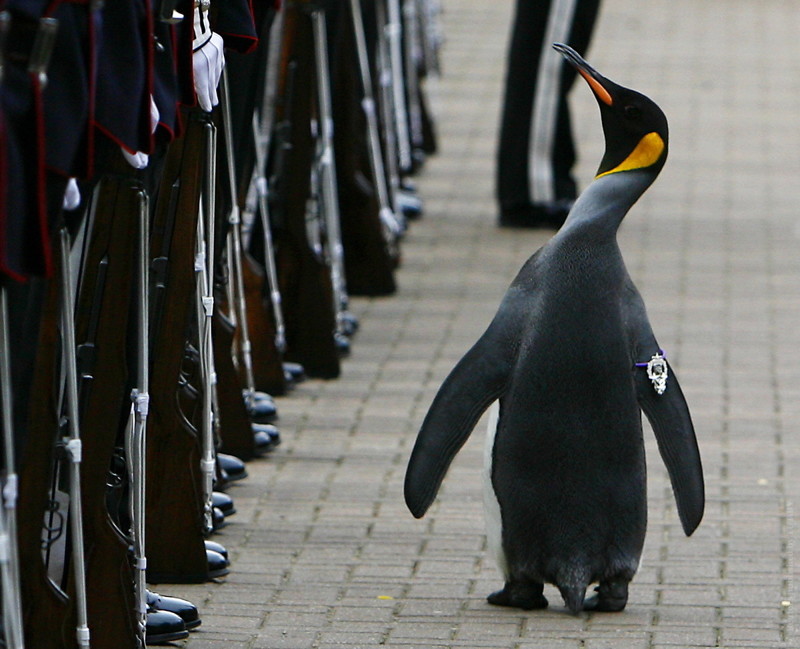 Пингвин из Шотландии дослужился до генерала в норвежской гвардии