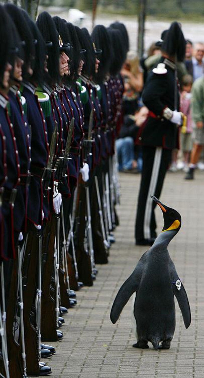В Шотландии пингвин получил военный орден и стал полковником