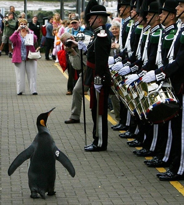 В Шотландии пингвин получил военный орден и стал полковником