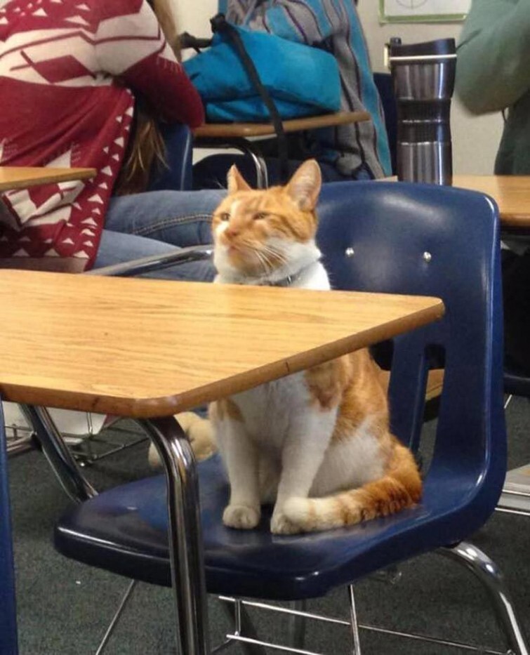 Эта кошка никогда не пропускает первые лекции 