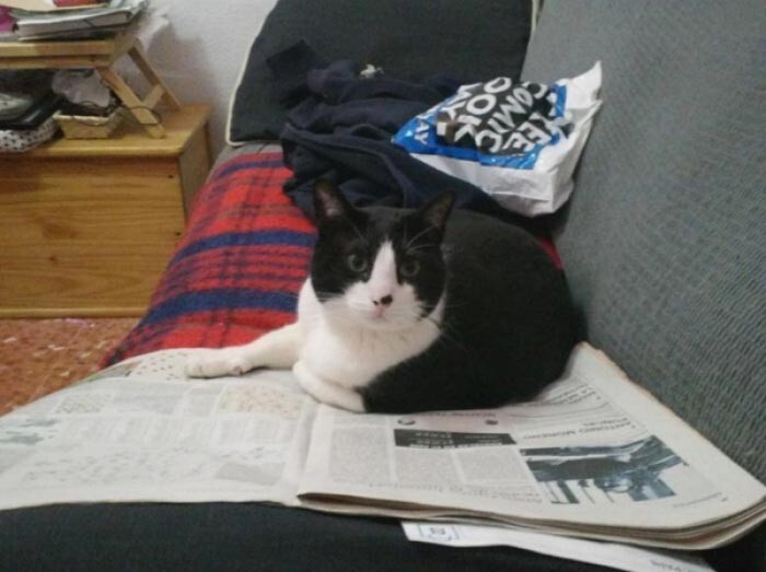 Этот кот регулярно читает новости и всегда имеет мнение о текущих событиях 