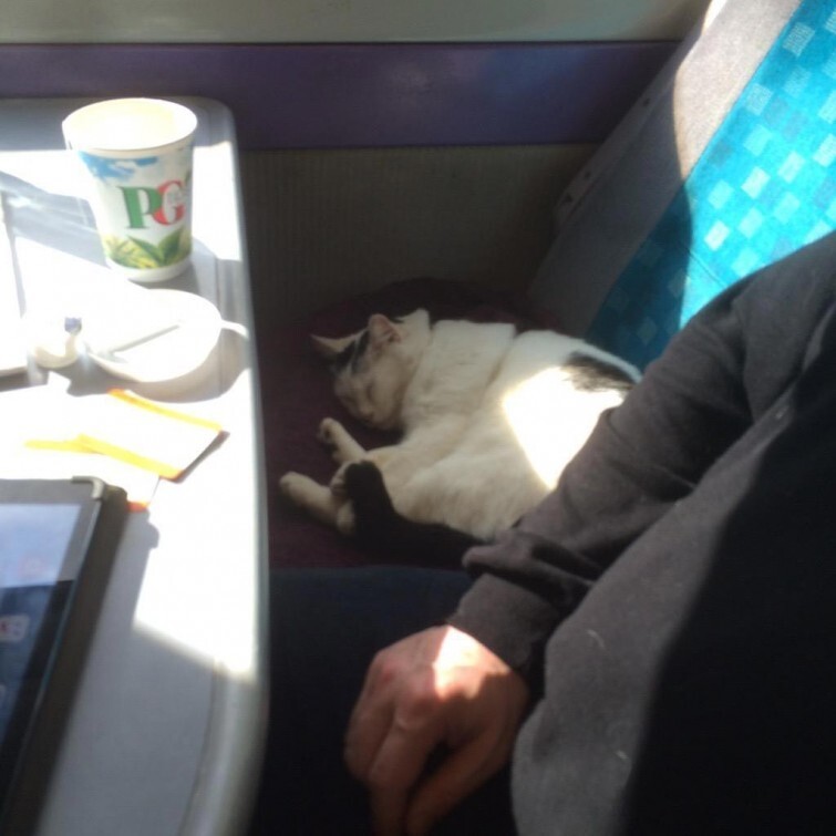 Эта кошка любит вздремнуть по пути на работу, но она никогда не опаздывает 