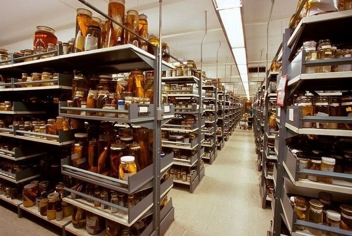 Удивительная коллекция Смитсоновского Национального музея естественной истории