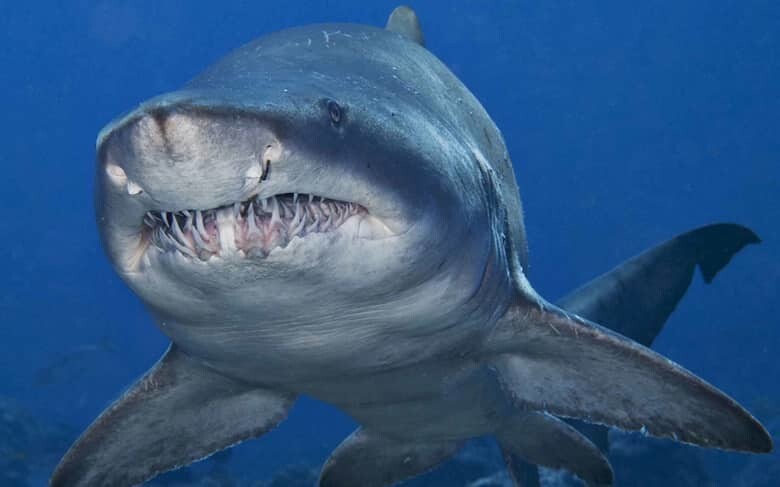 6. Тупорылая акула