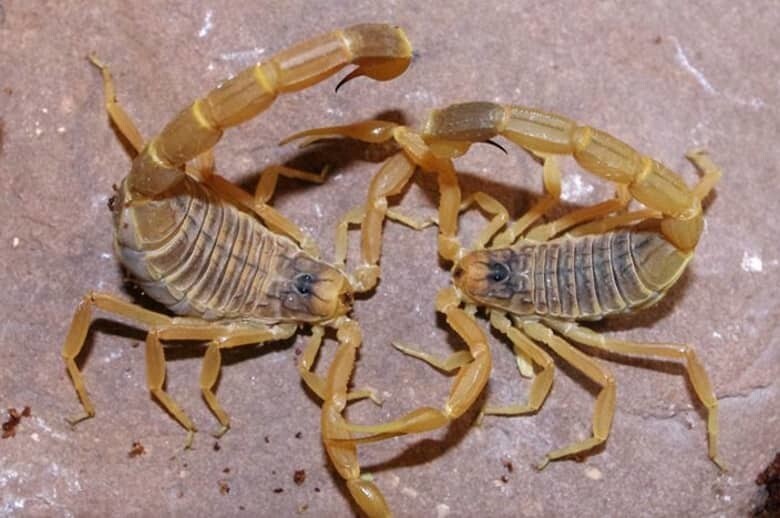7. Скорпион Leiurus quinquestriatus