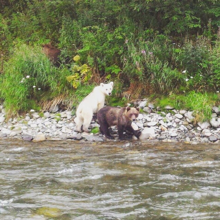 На Камчатке обнаружен белый бурый медведь