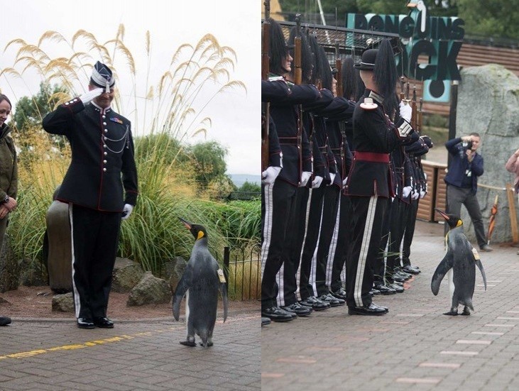  Пингвин стал генералом Королевской гвардии Норвегии 