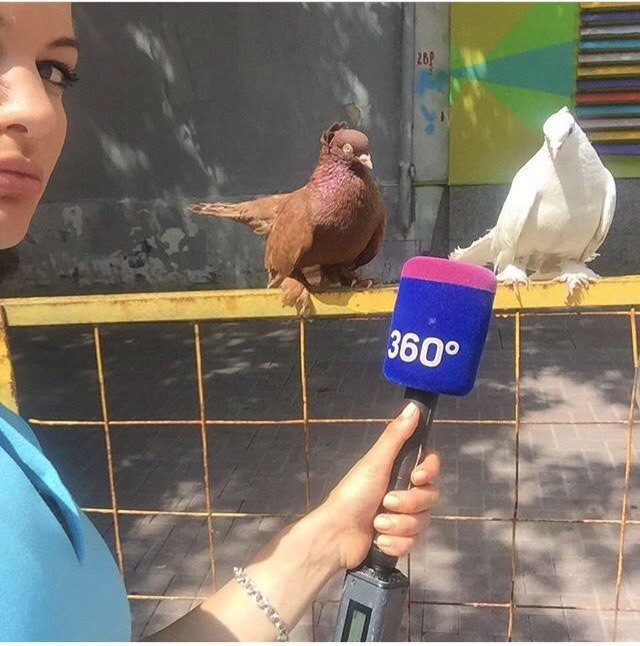 Интервью с голубями 