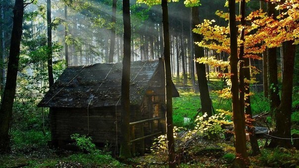 Мечта интроверта: 20 одиноких домиков в лесу