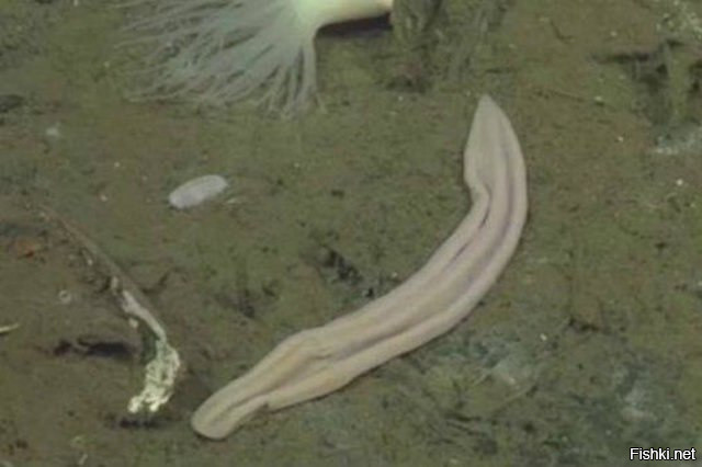 Морское животное «лиловый носок» — нет ничего, даже мозга