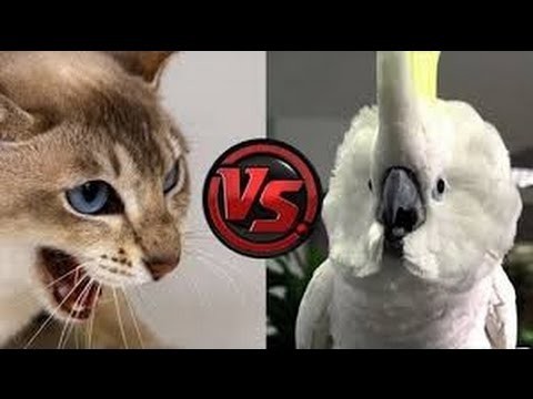 Попугаи против Котов 