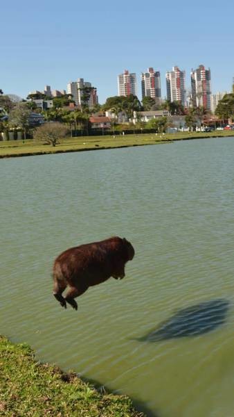 Просто капибара прыгает в озеро