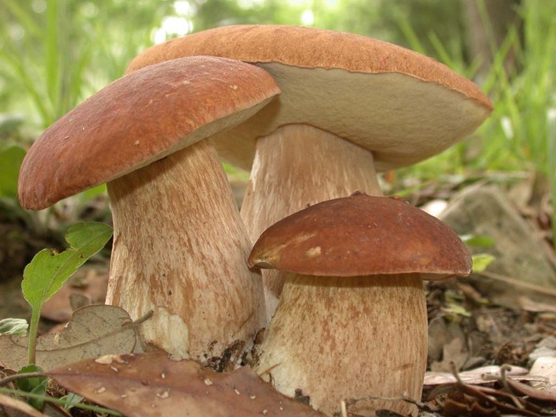 Сушим грибы, альтернативный способ
