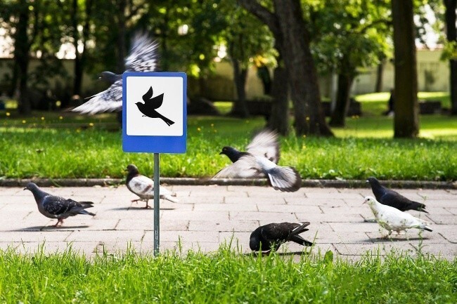 «Аэропорт для птиц» в Вильнюсе