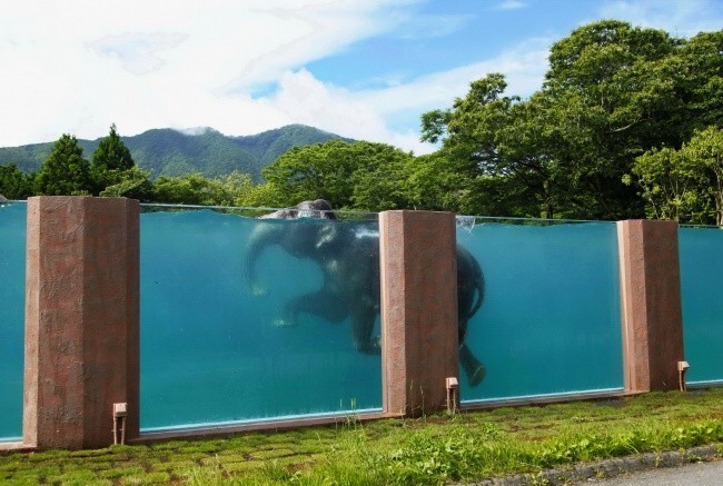 Бассейн для слонов в сафари-парке, Япония