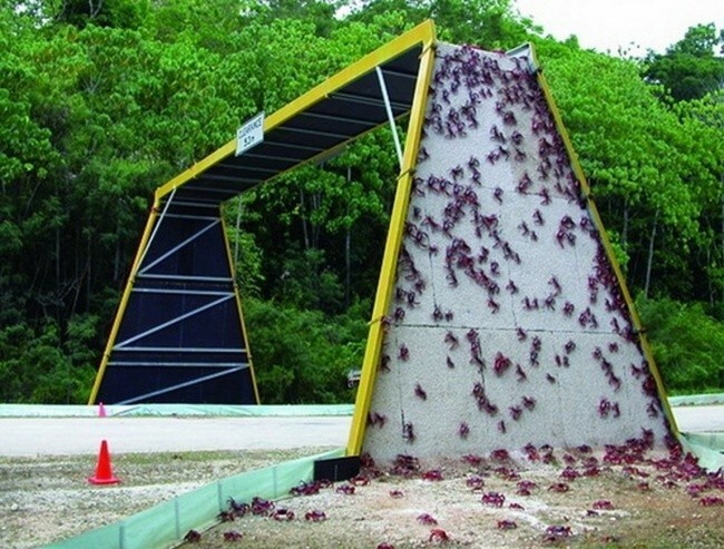 Мост для миграции крабов в Австралии