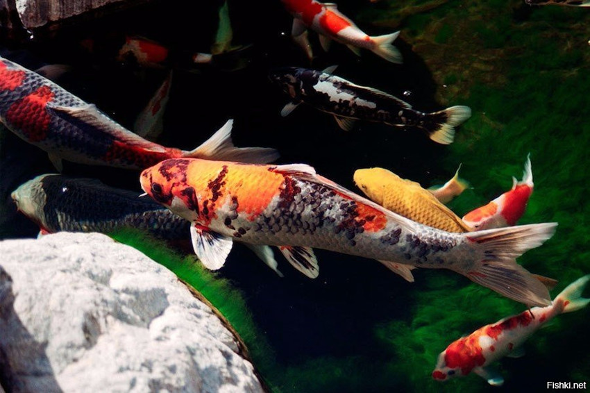 Японская аквариумная рыбка кои по кличке Ханако поменяла за свою жизнь нескол...