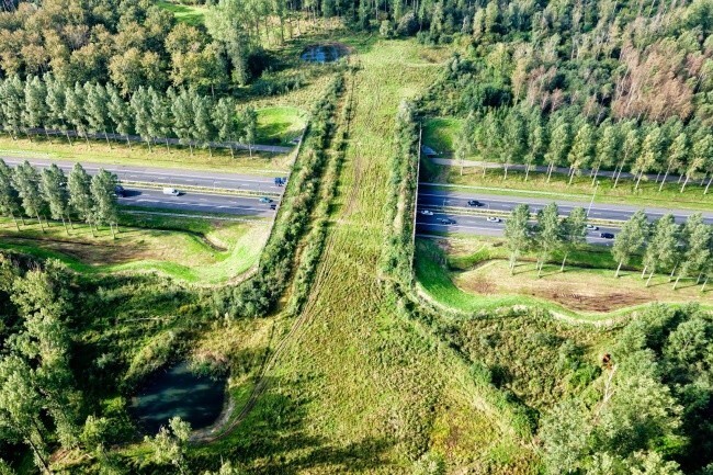  В Голландии есть экодуки ― специальные мосты для животных, обитающих в лесу 