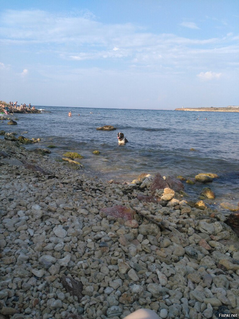 сегодня на море собака залезла в воду  и сидела балдела)